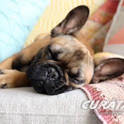 Soluții pentru curățarea casei c&acirc;nd ai animale de companie